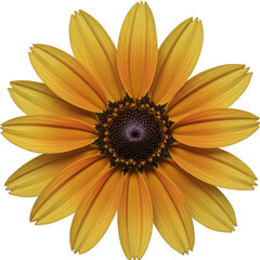 Yellow Black Eyed Susan Flower Isolated Transparent Background Realistic Photo