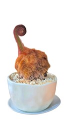 Golden Moss also known as Chain Fern scientific name Cibotium barometz a unique and decorative plant species often found in tropical regions.