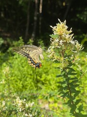 花の蜜を吸うアゲハチョウ