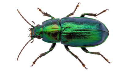 Macro close-up of a vibrant iridescent green beetle with a shiny metallic exoskeleton, isolated on a transparent background.