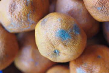 Oranges with blue mold in a fruit basket at a market