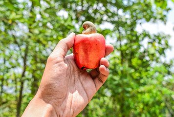 Male or men hand holding Cashew Apple fruit (Anacardium occidentale). Ripe. Healthy food from...