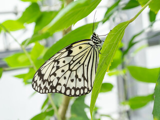 オオゴマダラ　沖縄の蝶