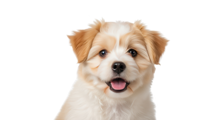 Adorable Puppy Portrait on White creative illustration featuring love, isolated, eyes, dog, shot, friendly design concept for