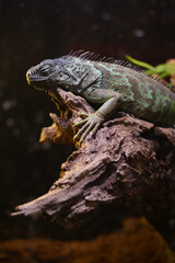 Green iguana resting on a log in a natural habitat
