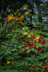 red and yellow flowers