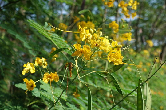 yellow flowers in the grass