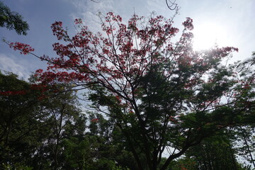 sunset in the forest