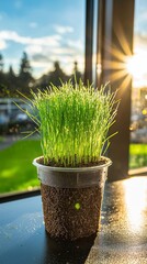 Young Wheatgrass Sprouts in a Pot on a Windowsill with Sunbeams.