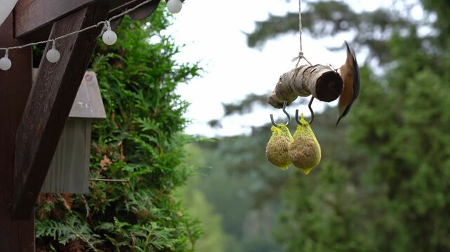 4K Bird Kleiber nuthatch eating hanging birdseed