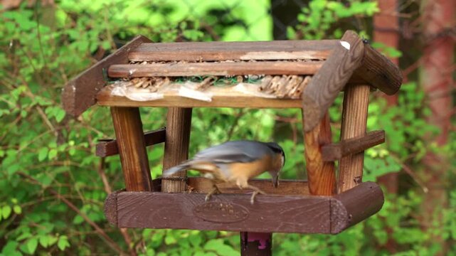 50p Bird nuthatch and blue tit not getting along with each other in german forrest