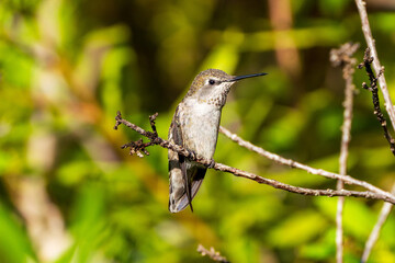 anna's hummingbird relaxing at sunrise on a branch