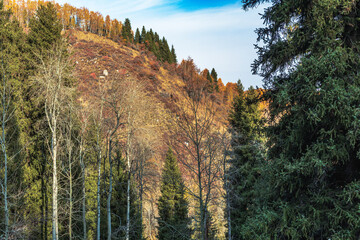 autumn forest in the morning