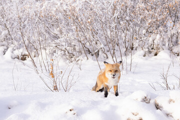  wild red fox in snow