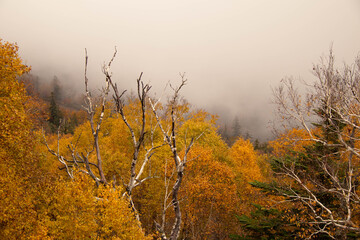 霧に包まれる紅葉の山肌