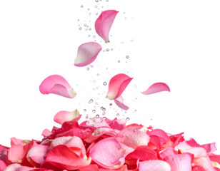 rose petals falling with water sprinkle isolated on transparent png