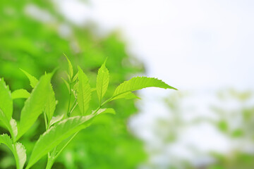Fresh green nature tree leaves on blurred background in the morning sunlight. Natural background with copy space.