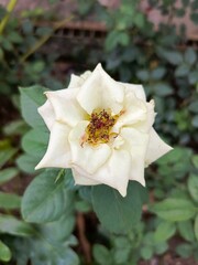 White Rose Blooming in Front Yard Garden of House