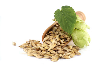 Close-Up of Barley Grains with Hops and Fresh Leaf