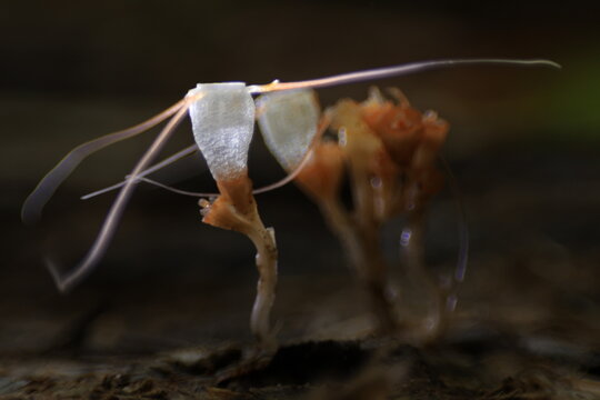 Thismia Javanica , It is a holomycotrophic rhizomatous geophyte ,grows primarily in the wet tropical biome. Sri Phang Nga national park ,THAILAND