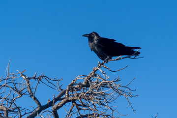 crow on a branch