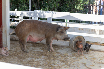 Mother pig with piglets feeding on a farm pen outdoors