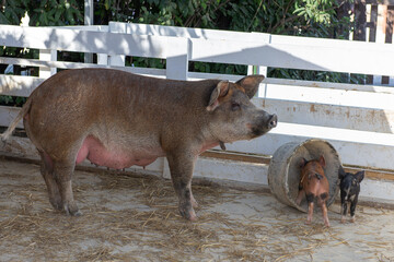 Mother pig with piglets feeding on a farm pen outdoors