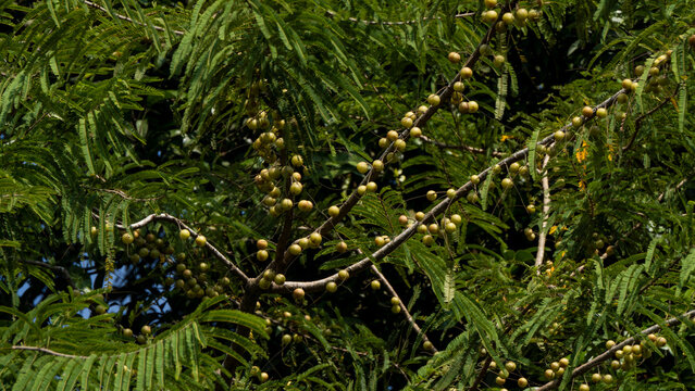 Phyllanthus emblica, also known as emblic, emblic myrobalan, myrobalan, nelikai, Indian gooseberry, Malacca tree, amloki or amla seen on the branches
