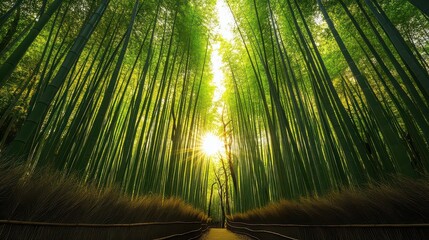 Sunlight streaming through bamboo forest canopy at arashiyama bamboo grove, japan