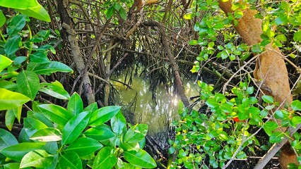 swamp in the mangrove forest with roots of tree landscape.