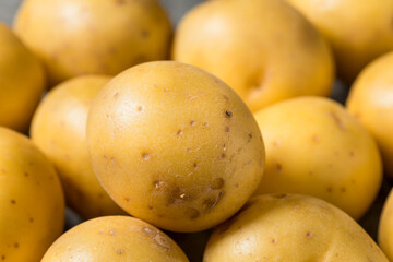 Organic Raw Yellow Potatoes