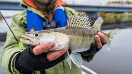 Obraz premium A proud fisherman holds up a zander catch, highlighting its unique markings and spiky dorsal fin. This image perfectly captures the excitement of fishing and the beauty of freshwater species.