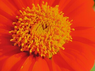 Vibrant Sunflower in Bloom: A close-up shot of a sunflower showcases its radiant, multi-petaled brilliance and inviting warm-toned allure.
