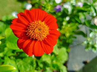 Radiant Petal: A close-up shot of a vibrant red flower, showcasing its intricate details and capturing the essence of spring bloom.