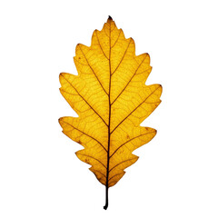Fototapeta premium Golden Oak Leaf with Veins on Warm Yellow Background Autumn