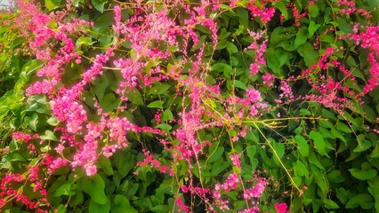 Pink flower and ivy leaves bush wall for nautural background.