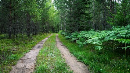 Experience a serene forest path surrounded by vibrant greenery. Ideal for travel brochures and nature websites, it captures the beauty of the wilderness and invites exploration.