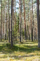 Obraz premium Explore a serene forest scene with towering pine trees, lush greenery, and soft sunlight filtering through the leaves. Ideal for nature-themed projects and evoking tranquility.