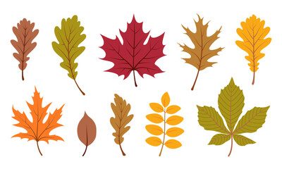 Colorful autumn leaves set. Collection of various fall foliage isolated on white background. Hand drawn vector illustration in flat style. Botanical elements for autumnal design