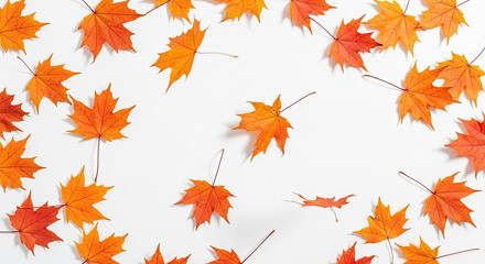 Fototapeta premium Falling Orange Autumn Maple Leaves on White Background.
