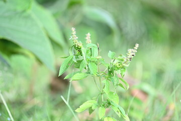 Ocimum americanum plant. Its common names  American basil, lime basil and  hoary basil. It is a species of annual herb in the  family Lamiaceae.