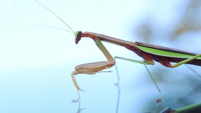 Closeup view of a praying mantis standing on the blurred blue background. The insect elongated body, folded forelegs, triangle head with visible antennae. 
