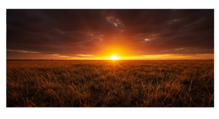 Golden Sunset Over Wheat Field Dramatic Sky Lighting