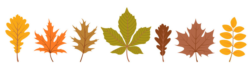 Colorful autumn leaves set. Collection of various fall foliage isolated on white background. Hand drawn vector illustration in flat style. Botanical elements for autumnal design