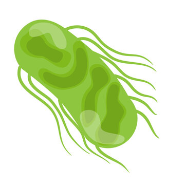 Salmonella Typhi Vector Illustration. Salmonella Typhi structure