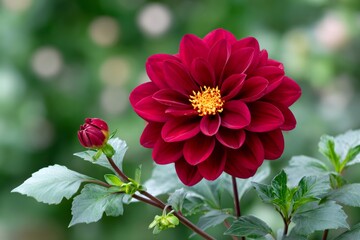 Red dahlia flower blooming in summer garden
