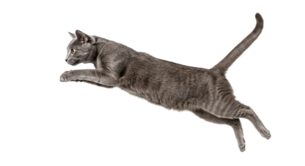 Gray Cat Leaping in Mid Air Realistic Photo