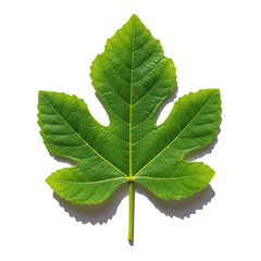 Fototapeta premium Green Fig Leaf Macro Detail Realistic Photo With Water Droplets