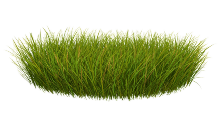 Green Grass Cluster Isolated Realistic Photo