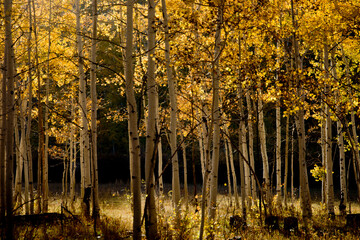 autumn leaves in the forest, warm feelings, Utah Fall
